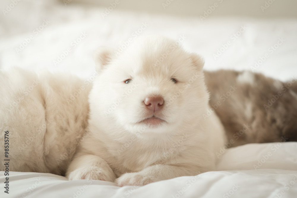 siberian husky puppy sleeping on white bed