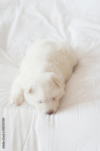 siberian husky puppy sleeping on white bed © lalalululala