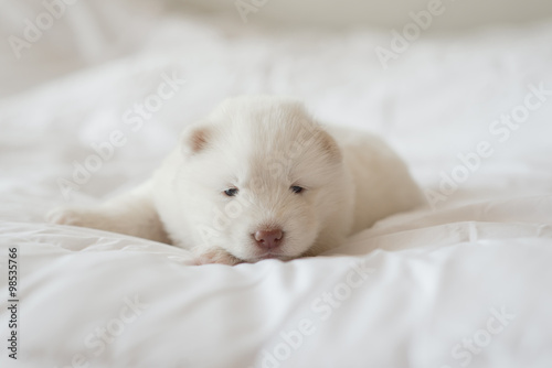 siberian husky puppy sleeping on white bed