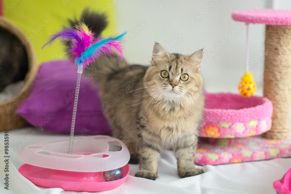 Fototapeta premium Cute tabby cat with many toys