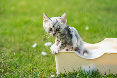 kitten taking a bath in the garden