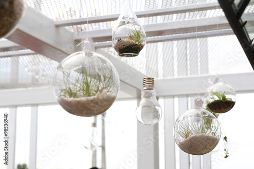Hanging terrariums with plant in indoor environment