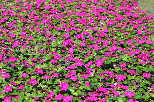 Roseus flowers, Vinca flower colorful of gardren