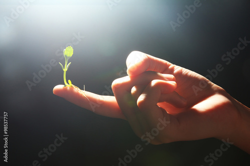 Hand holding young seedling