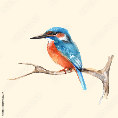 Kingfisher on branch. Vector illustration © Gribanessa