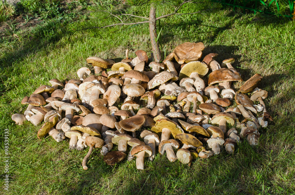 много съедобных грибов на траве, белые грибы фотография Stock | Adobe Stock