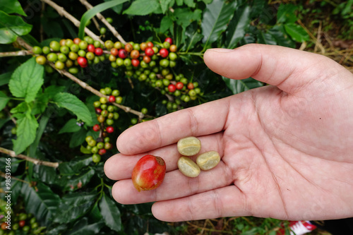 Fresh coffee bean from coffee cherry. 