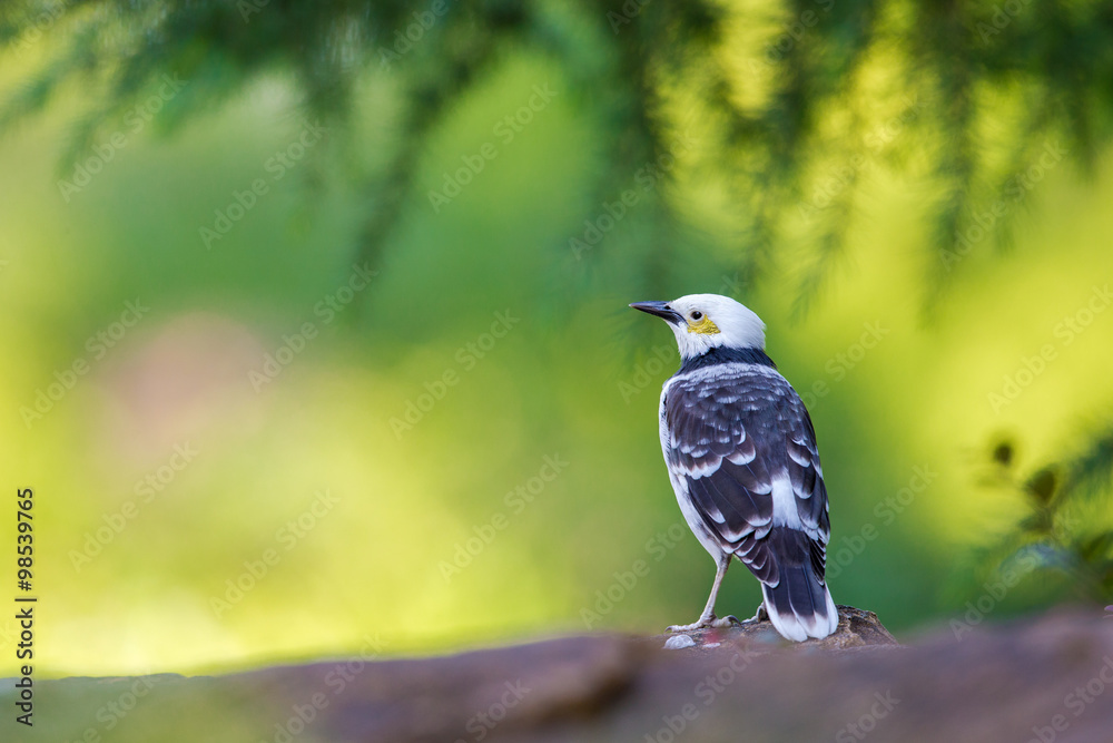 Black-collared Starling perching on stone with green background Black-collared Starling perching on stone with green background