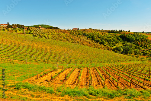 Vineyard © George