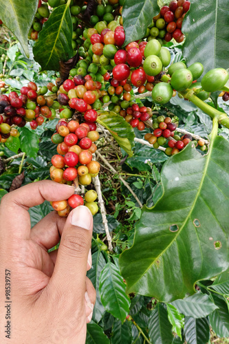 close up hand keep coffee beans for harvesting 