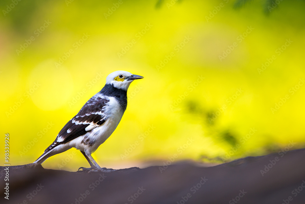Fototapeta premium Black-collared Starling perching on stone with green background