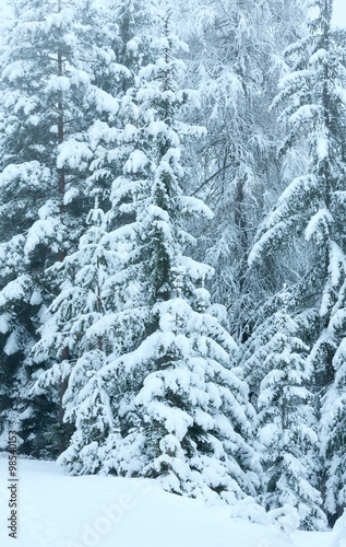 Snowy fir forest.