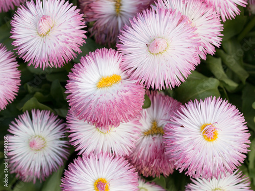 Background of pink bellis flowers