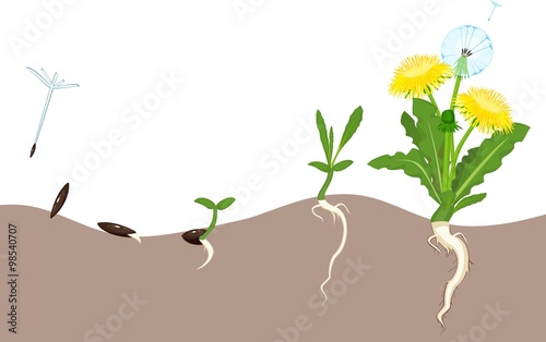  Life cycle of dandelion