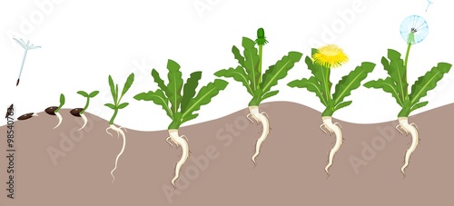 Life cycle of dandelion 
