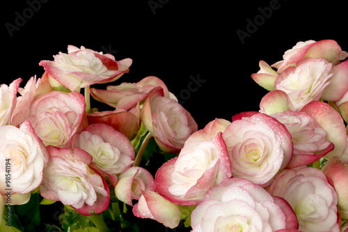 Pink Begonias on black background.