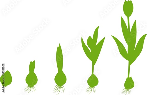 Fototapeta Naklejka Na Ścianę i Meble -  Tulip growth stage