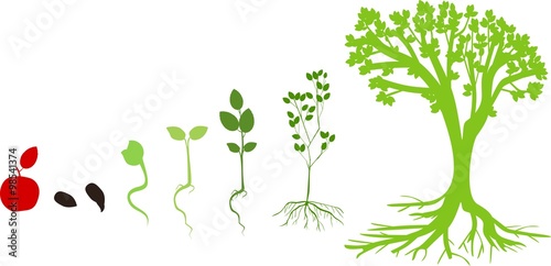 Tree life cycle