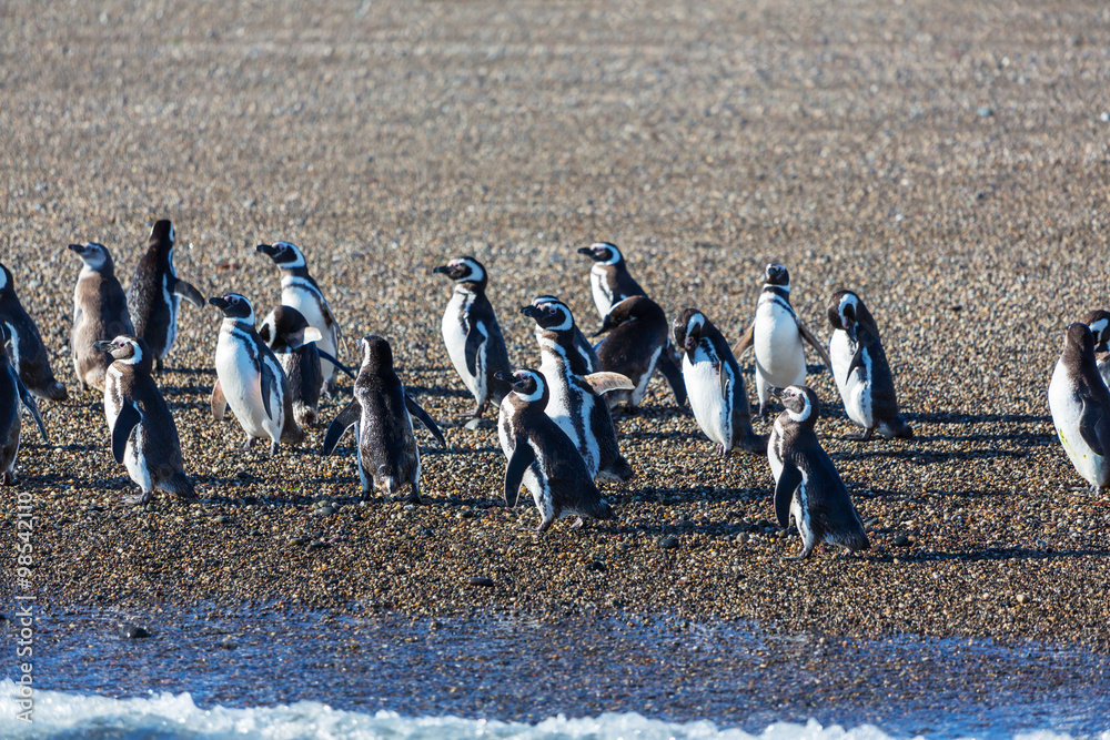 Obraz premium Penguin