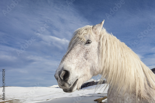 Primo piano di un cavallo bianco. Sfondo con montagne bianche innevate