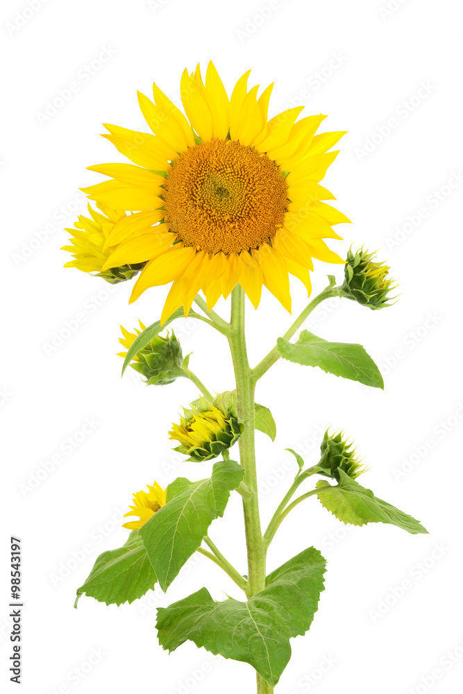 flower sunflower isolated on white background flower sunflower isolated on white background