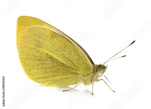 yellow Pieridae butterfly © cynoclub
