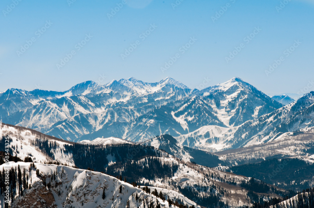 Fototapeta premium Snowbird 13