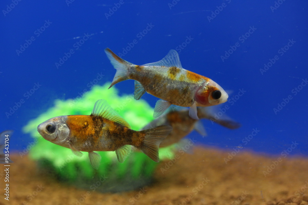 ブリストル朱文金 Stock Photo Adobe Stock