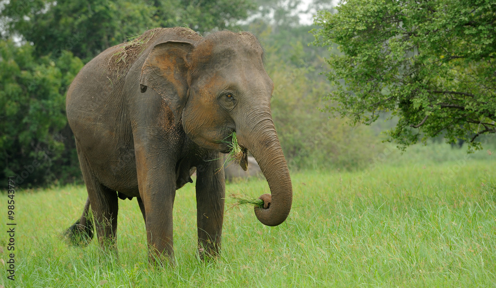 Fototapeta premium Elephants