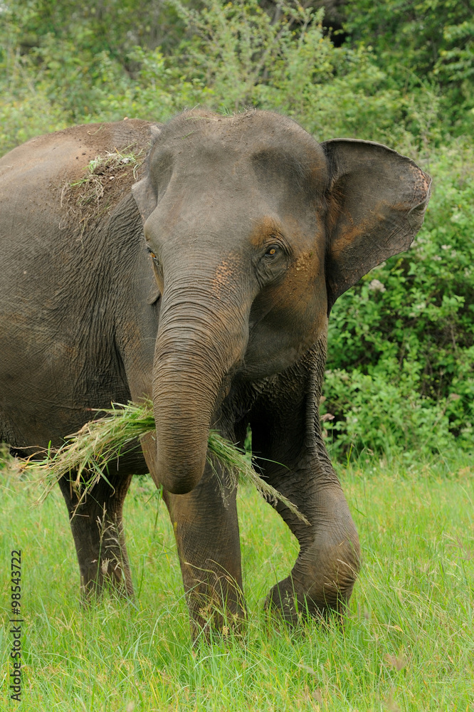 Fototapeta premium Elephants