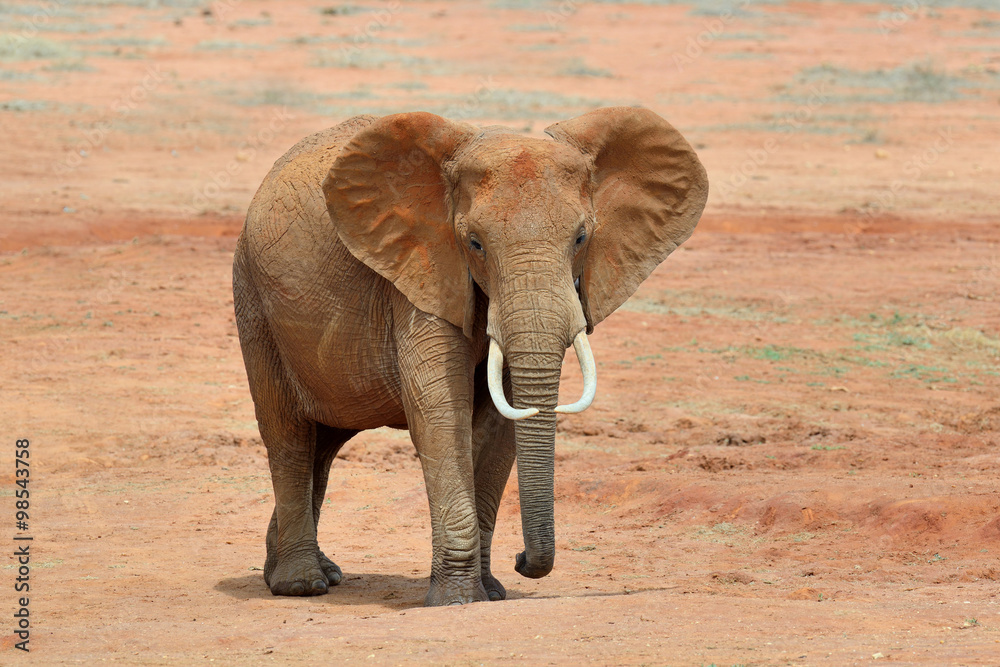 Fototapeta premium Elephant