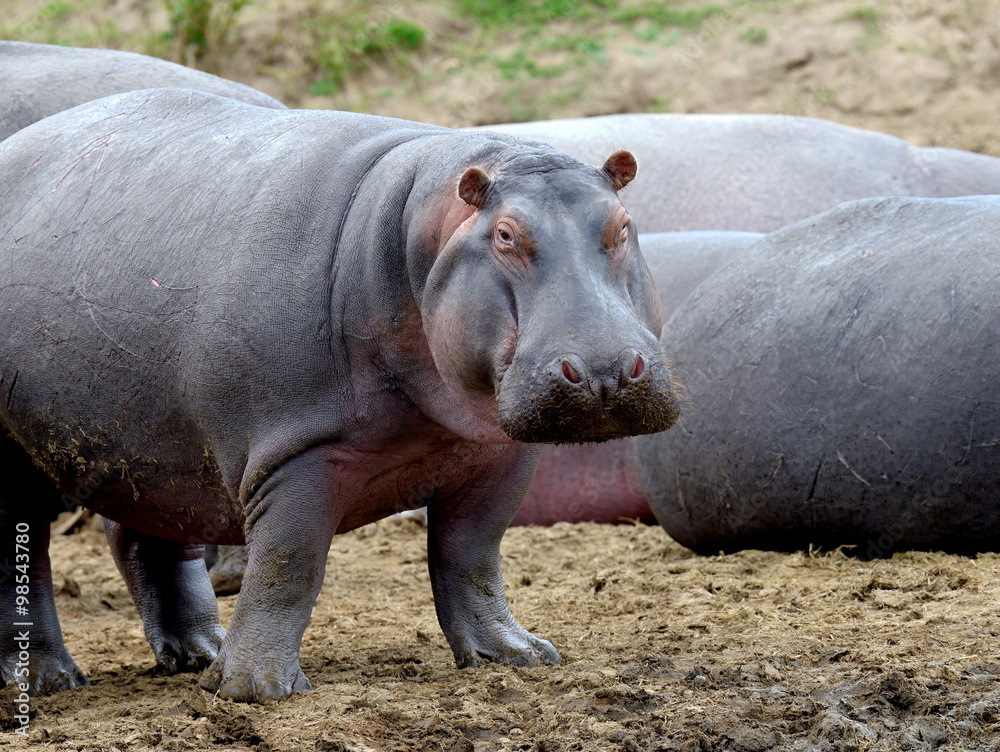 Hippo family