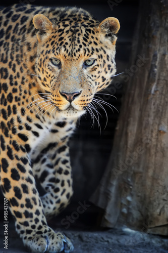 Leopard portrait on dark background © byrdyak