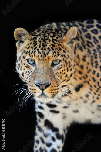 Leopard portrait on dark background © byrdyak