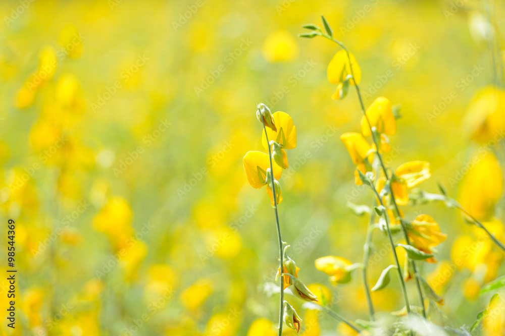 Obraz premium Sunhemp flowers field