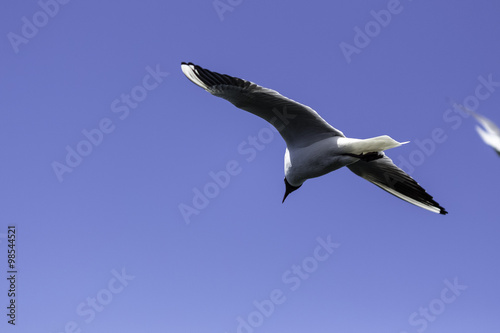 Hafenbecken / Möwe