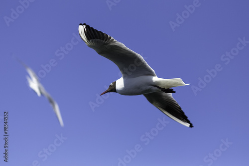 Hafenbecken / Möwe