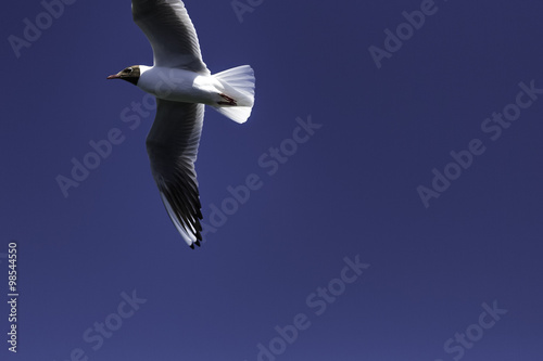 Hafenbecken / Möwe