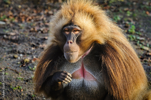 Portrait of an adult male gelada baboon at the zoo, Germany