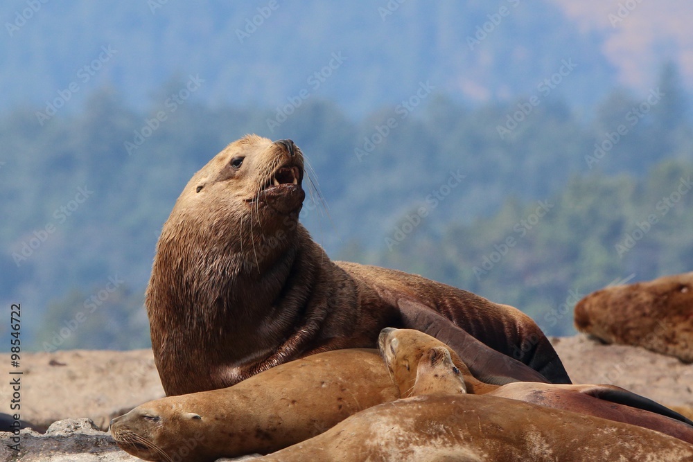 Fototapeta premium steller sea lion