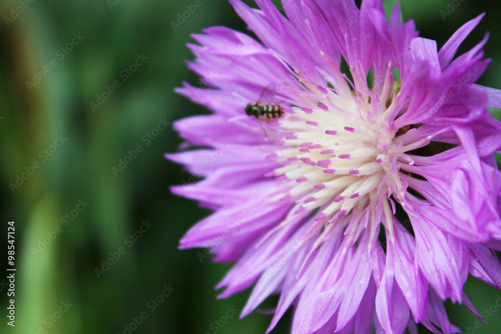 Obraz premium Purple cornflower in garden