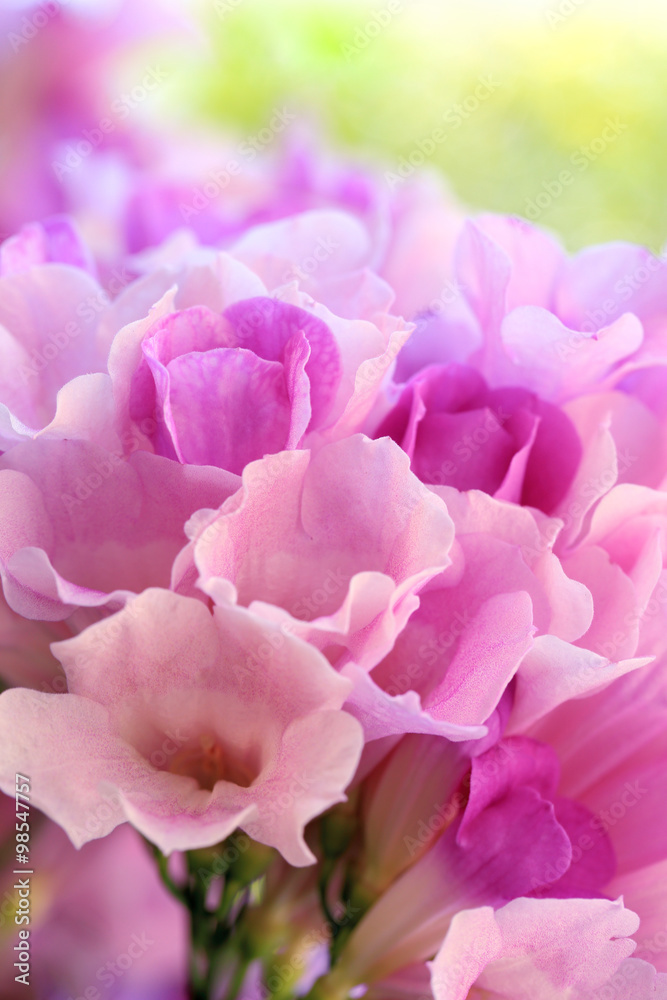 Garlic vine blooming(Mansoa alliacea), Sweet color flower in sof Garlic vine blooming(Mansoa alliacea), Sweet color flower in sof