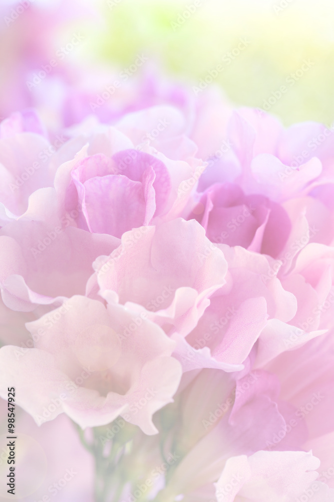 Sweet color flower in soft and blur style, Garlic vine blooming(