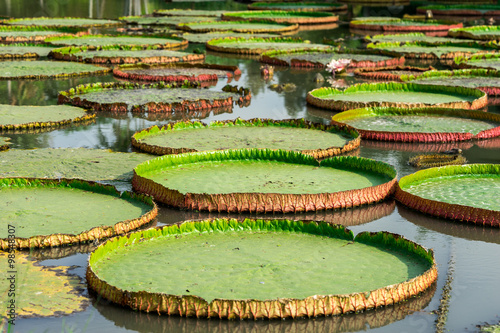 Green big lotus leaf on the water