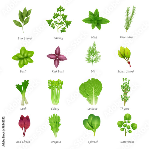 Herbs Icons Set