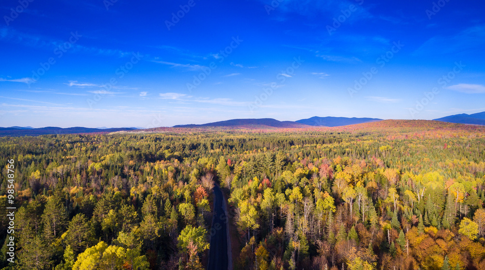Colorful field of trees on the side of a mountain during fall fo