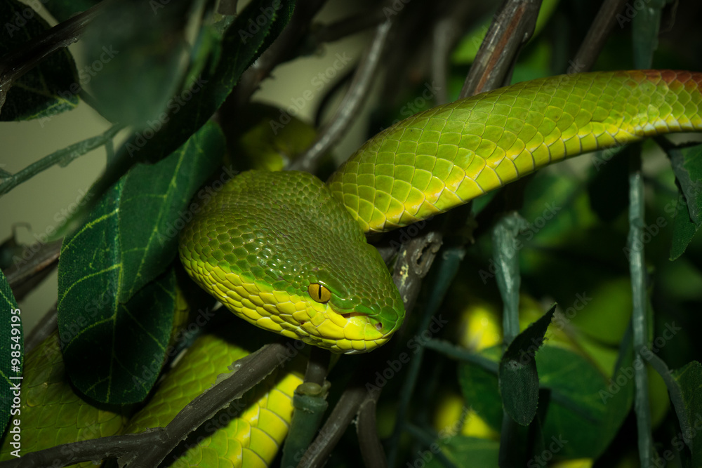 Obraz premium The green snake