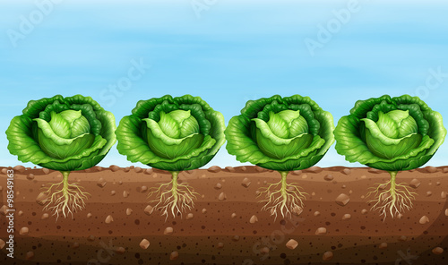 Cabbage plants on the ground