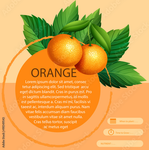 Infographic design with fresh oranges