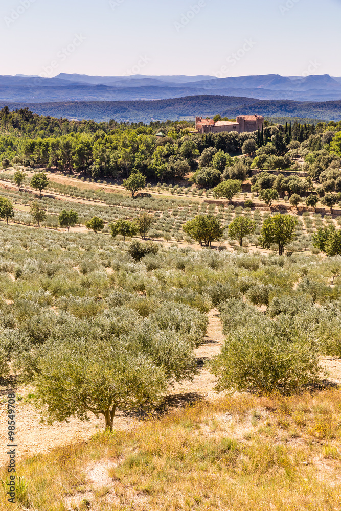 The Olive Tree Plantitaion-Provence,France